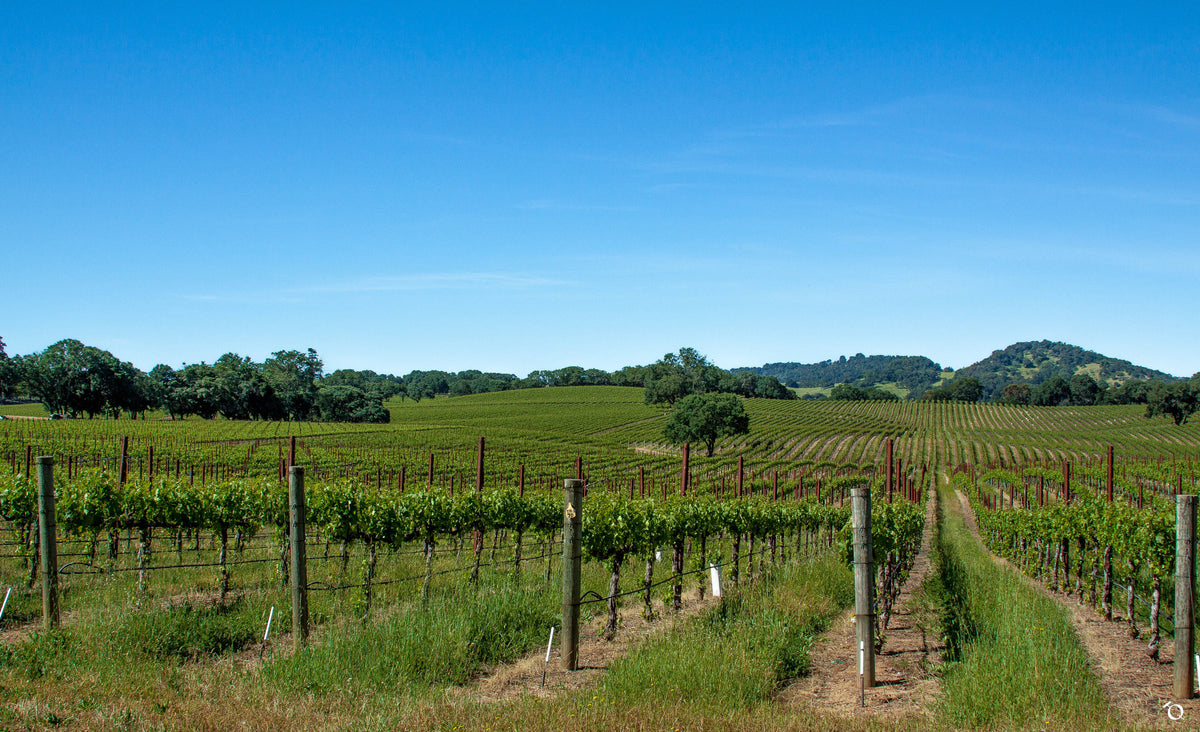 Alexander Valley Qorkz