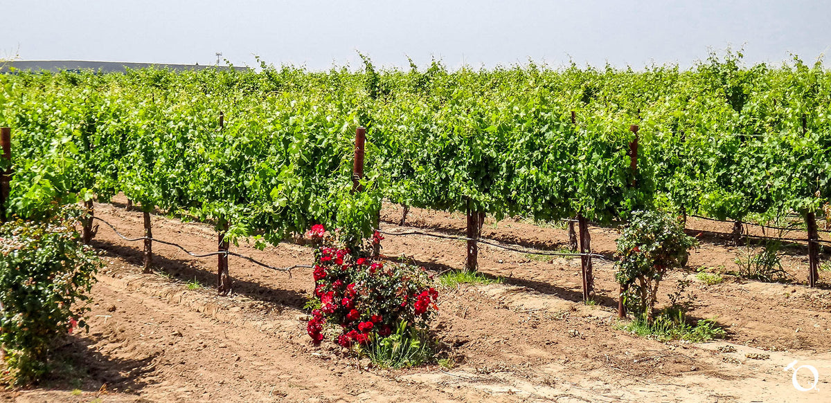 Mokelumne River Qorkz